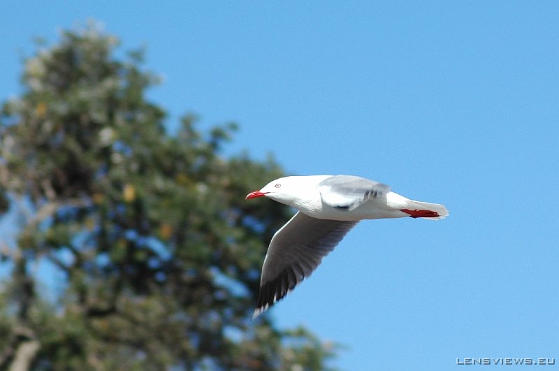 Silver Gull 104 